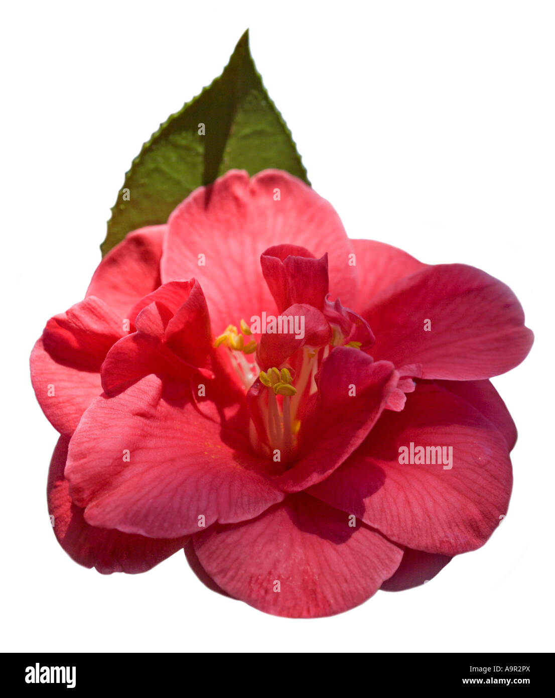 Mercure camélia Banque D'Images