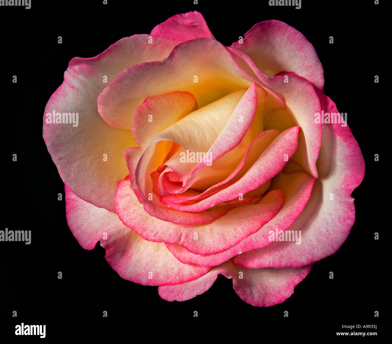 Rosier grimpant Handel Banque D'Images