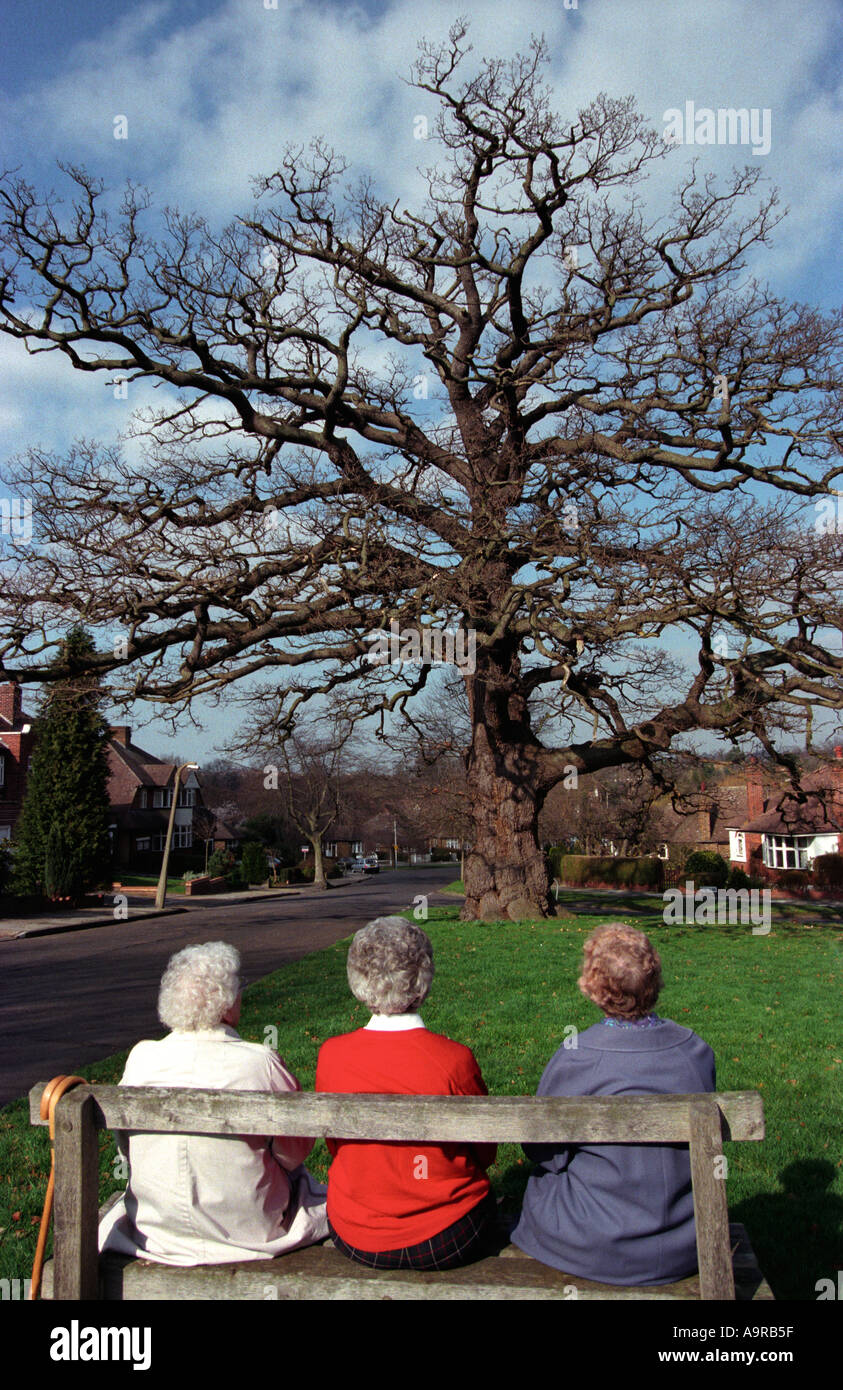Trois dames âgées assis sur un banc en face d'un chêne Hillingdon Middlesex UK Banque D'Images