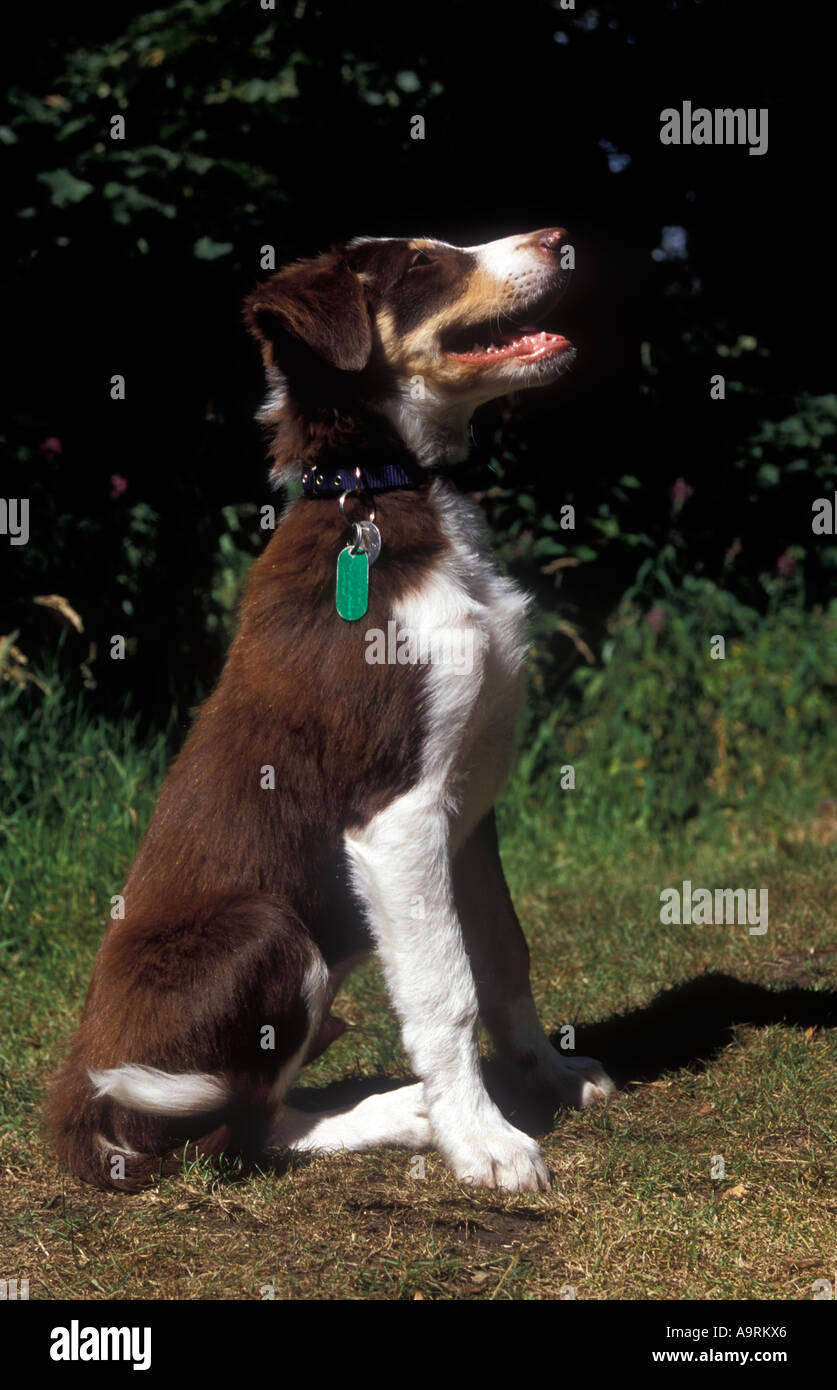 Brown tri color border collie puppy dog avec Identichip tag identificaion microchip Banque D'Images