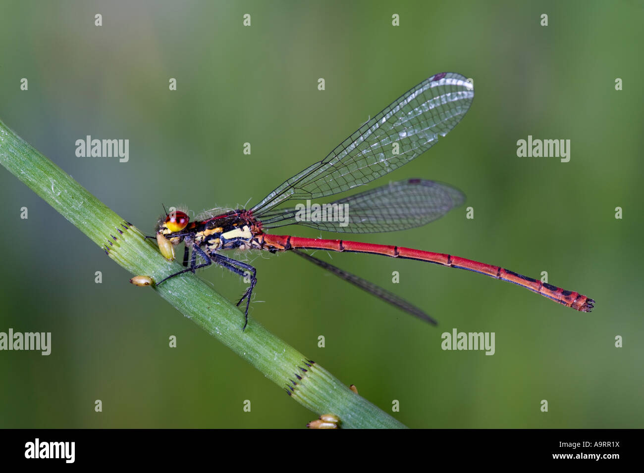 Large Red Libellule Pyrrhosoma nymphula au repos à reed Banque D'Images