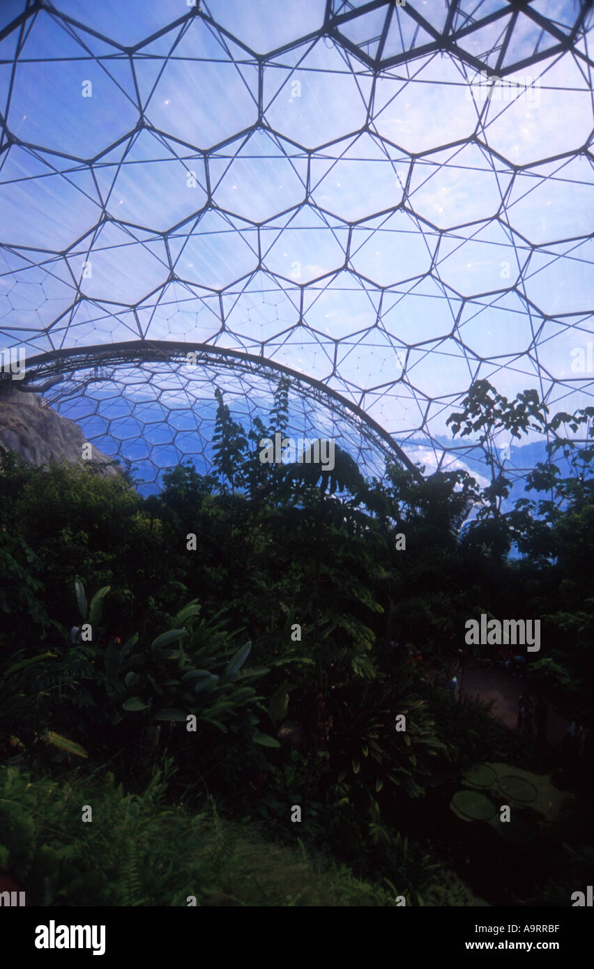 Intérieur du biome tropical Eden Project Cornwall Banque D'Images