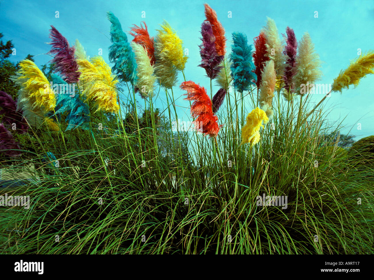 Pompeux de couleur (Pampa) herbe se balançant dans le vent sur une journée  ensoleillée Photo Stock - Alamy