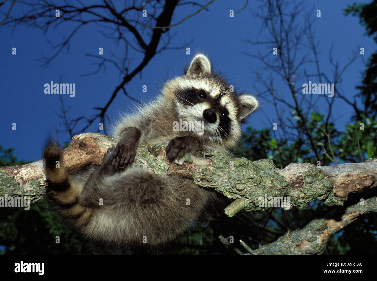 Yikes : raton laveur (Procyon lotor) accroché autour de branche d'arbre par les quatre pieds et regardant vers le bas Banque D'Images