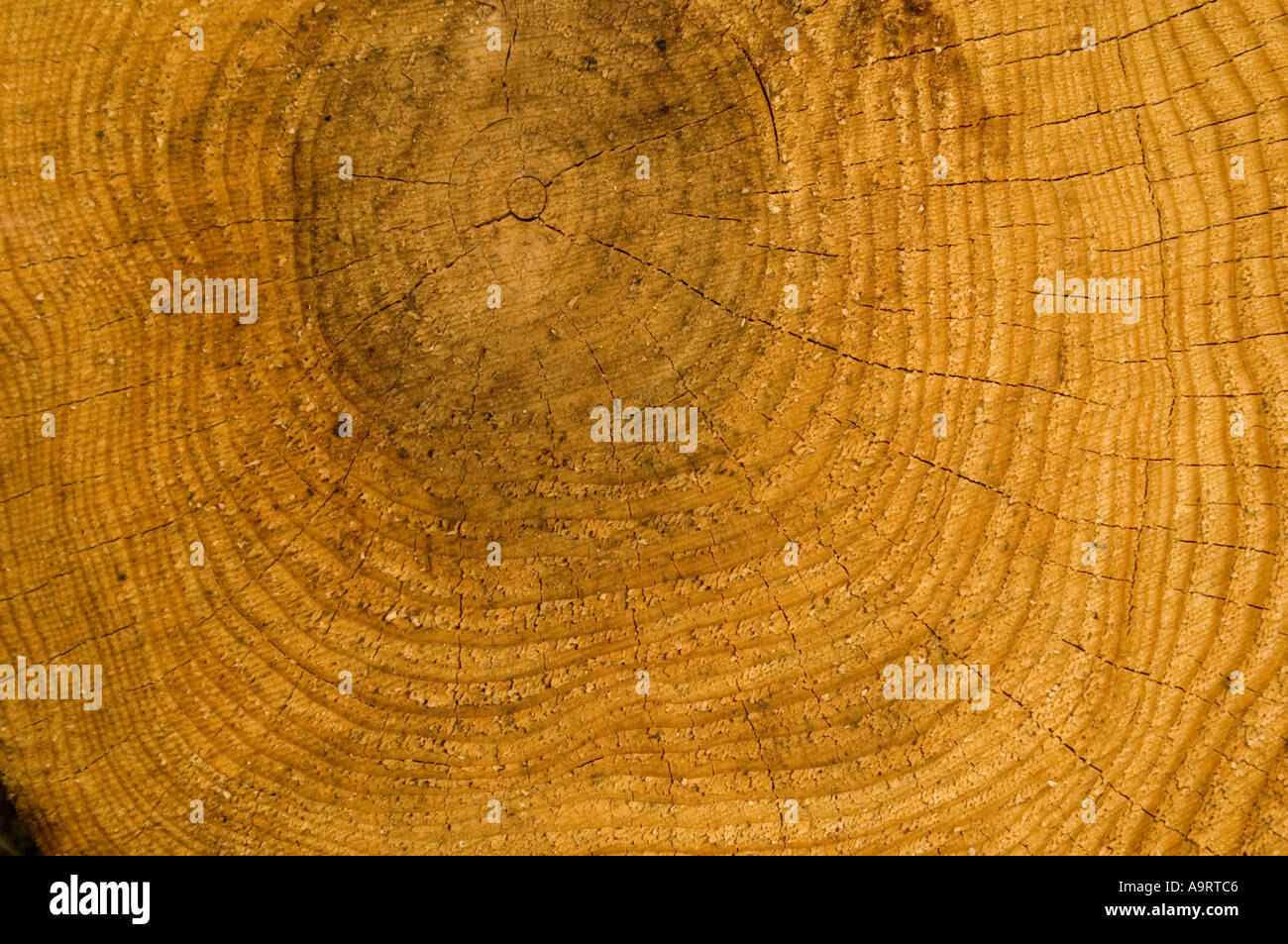 Les anneaux de croissance de tree trunk Banque D'Images