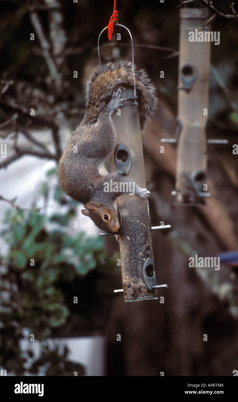 L'écureuil gris de l'accroché sur backyard bird feeder. Banque D'Images