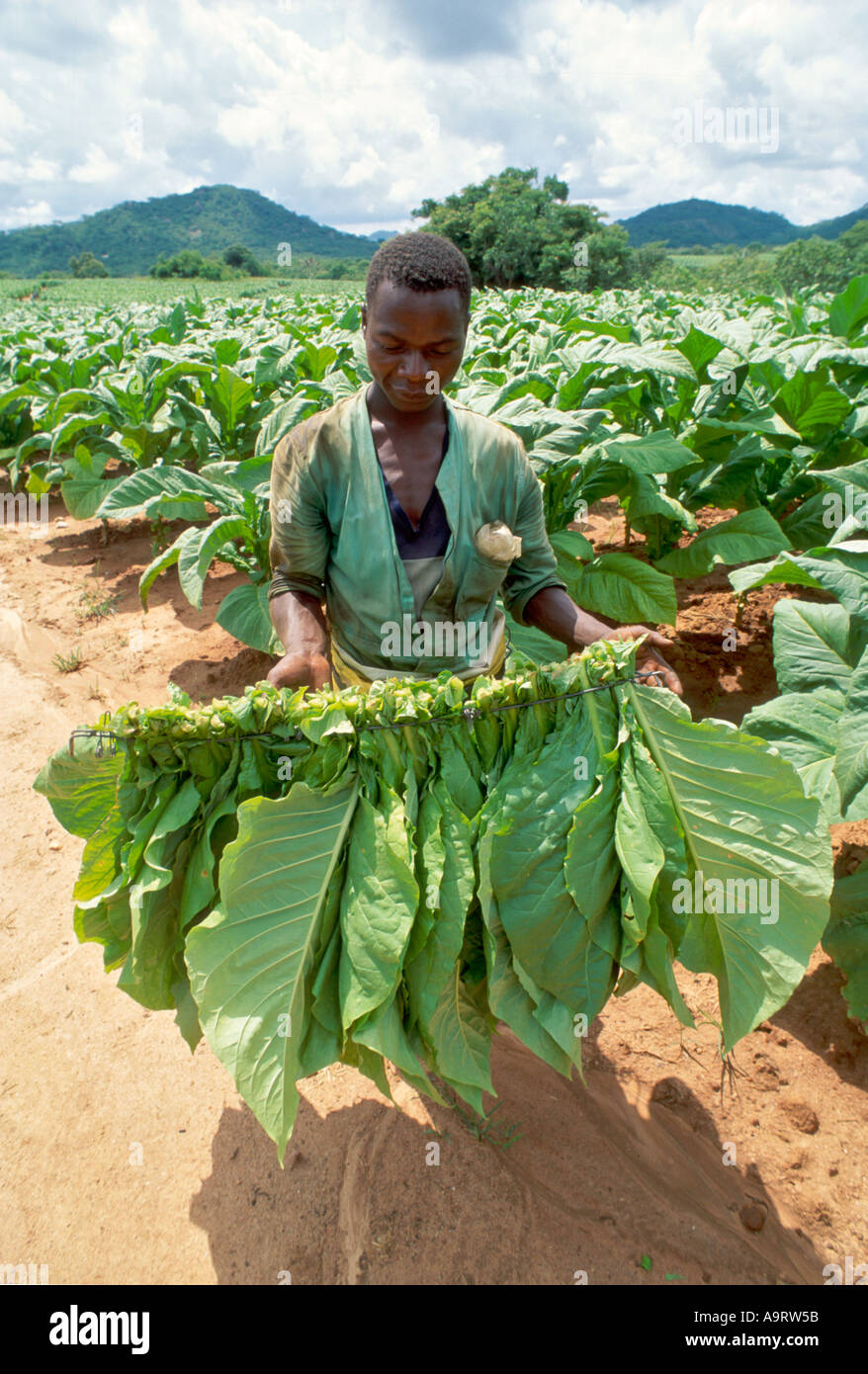 Travailleur agricole avec une pince de tabac récolté. Centenaire, Zimbabwe Banque D'Images