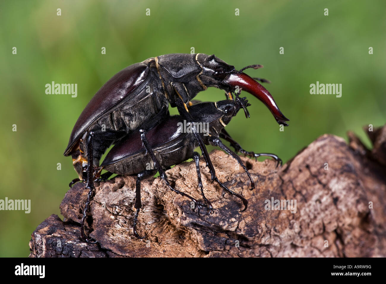 Les coléoptères Lucanus cervus Cerf européen sur l'accouplement journal Banque D'Images