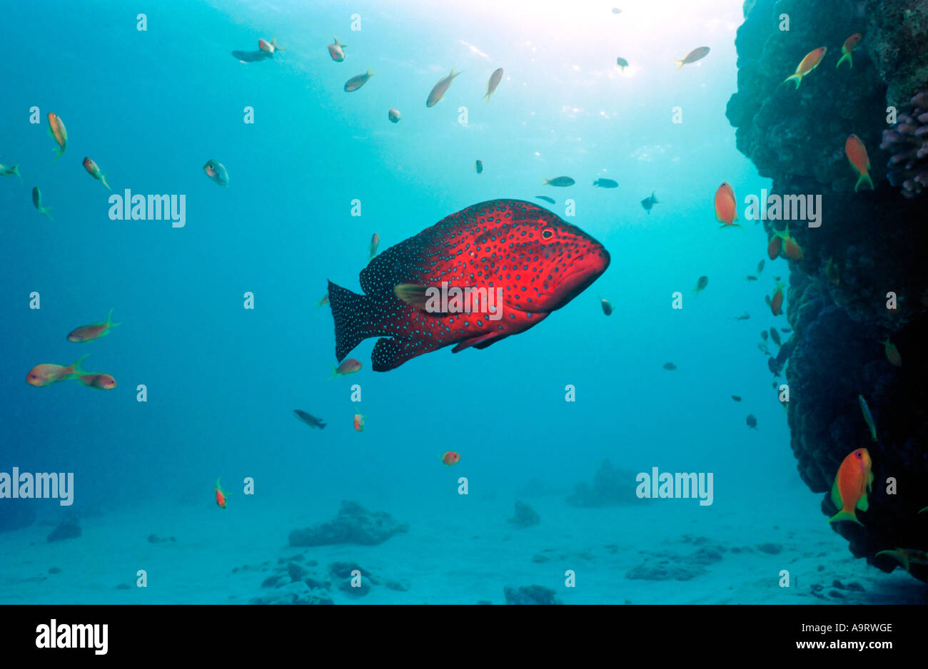 Un corail Cephalopholis miniata (mérou) Nager avec les poissons rouges (Anthias squamipinnis) sur un fond bleu. Banque D'Images