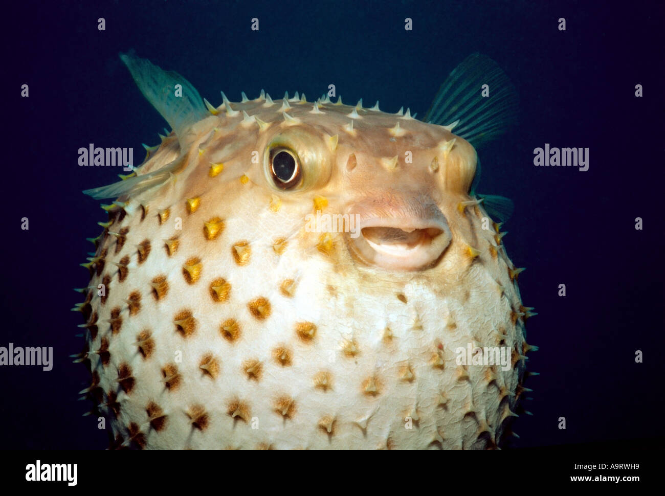 Close up image d'un Yellowspotted Burrfish (Chilomycterus spilostylus) gonflée contre un fond bleu foncé. Banque D'Images