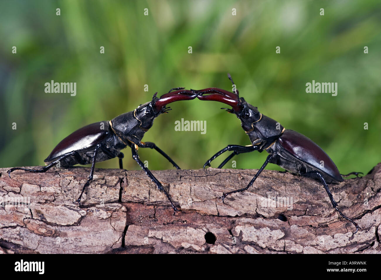 Mâles de la stag beetles Lucanus cervus sur log combats Banque D'Images
