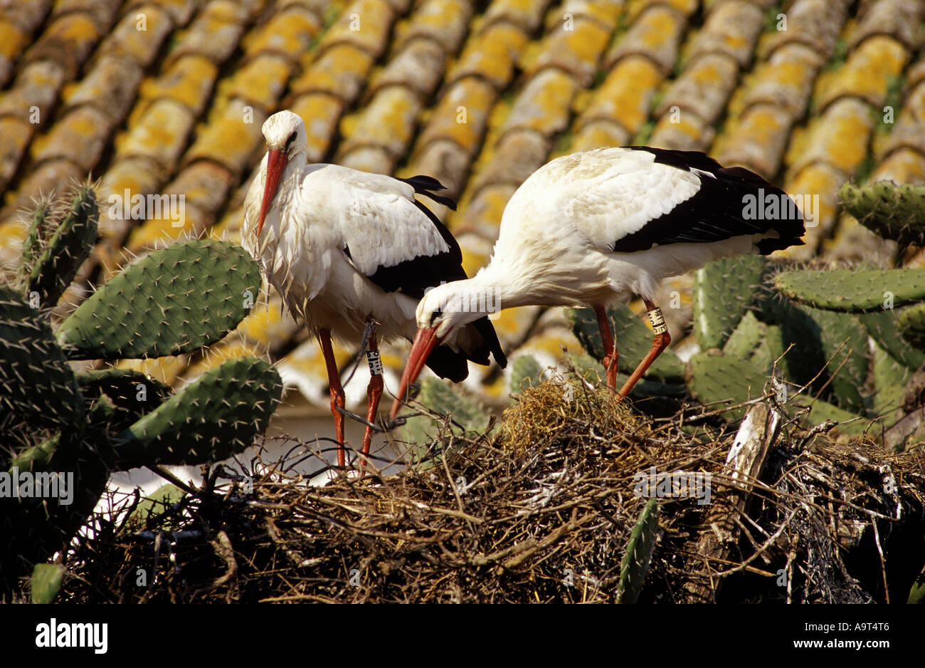 Cigogne blanche Ciconia ciconia paire nichant sur nid qui se trouve en haut d'un figuier de Barbarie Opuntia sp Bush Espagne Banque D'Images