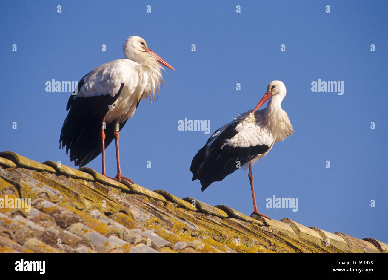 Cigogne blanche Ciconia ciconia paire sur un toit de maison Espagne Banque D'Images