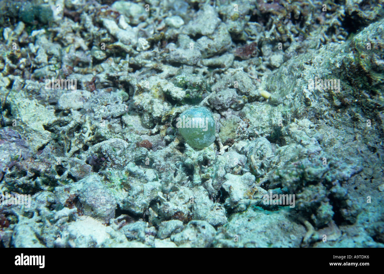 Bubble Sea Pearl algues ou algues marin globe oculaire s Ventricaria ventricosa St John s Reef , Egypte Mer Rouge Banque D'Images