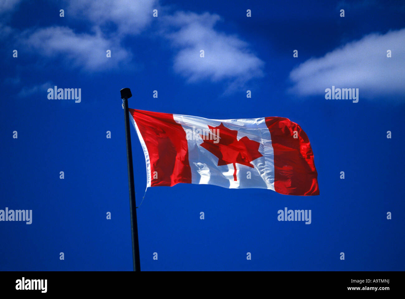 Drapeau canadien sur un mât DANS LE VENT Banque D'Images