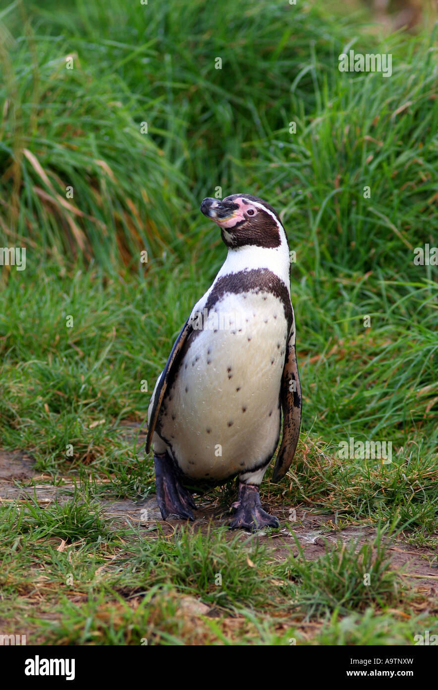 Le Humboldt Penguin Banque D'Images