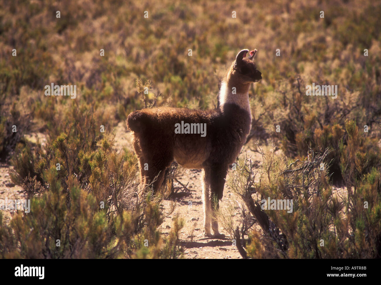 La llama à Puna Argentina Banque D'Images