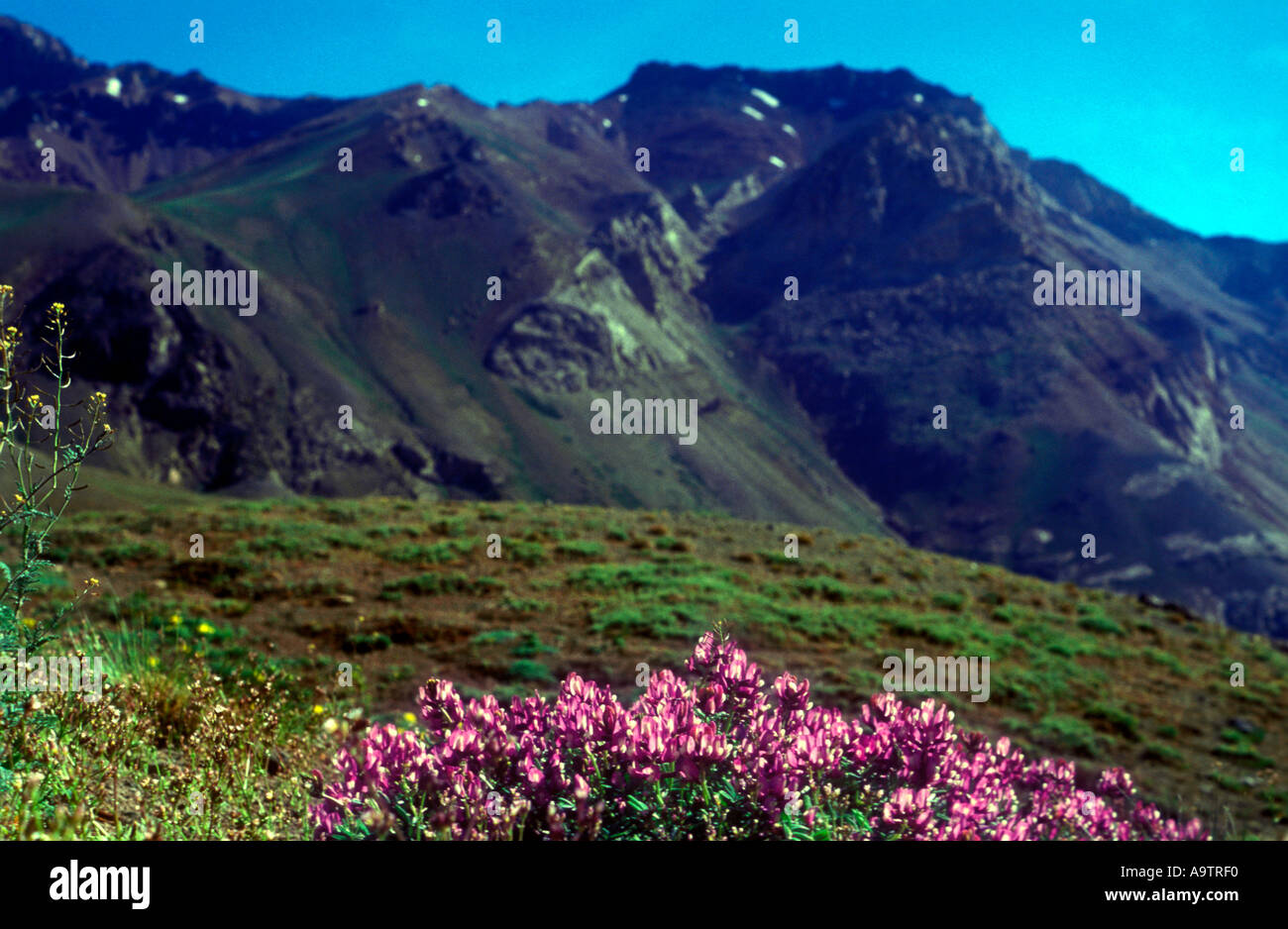 Plantes à fleurs de la famille des légumineuses de haute altitude de l'écosystème désertique Puna Wetsern Andes Argentine Banque D'Images