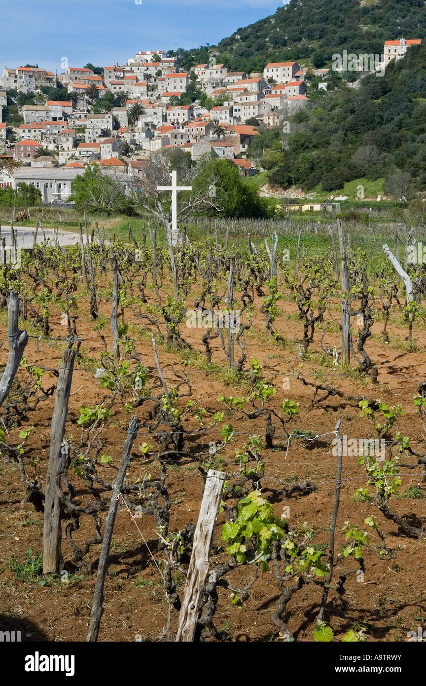 Vignoble de l'île de Lastovo Croatie Banque D'Images