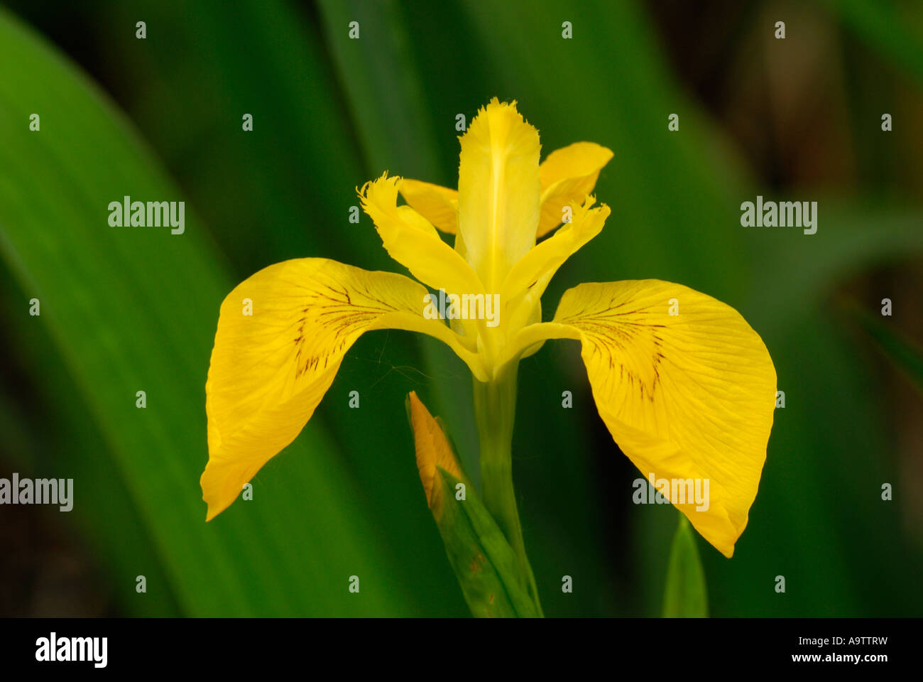 Iris jaune Banque D'Images