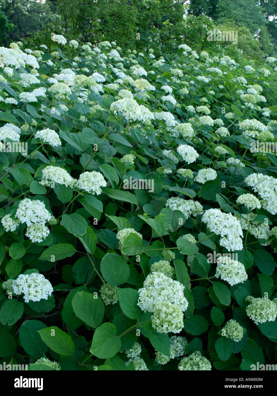 Hydrangea (Hydrangea arborescens subsp. Discolor 'terilis') Banque D'Images
