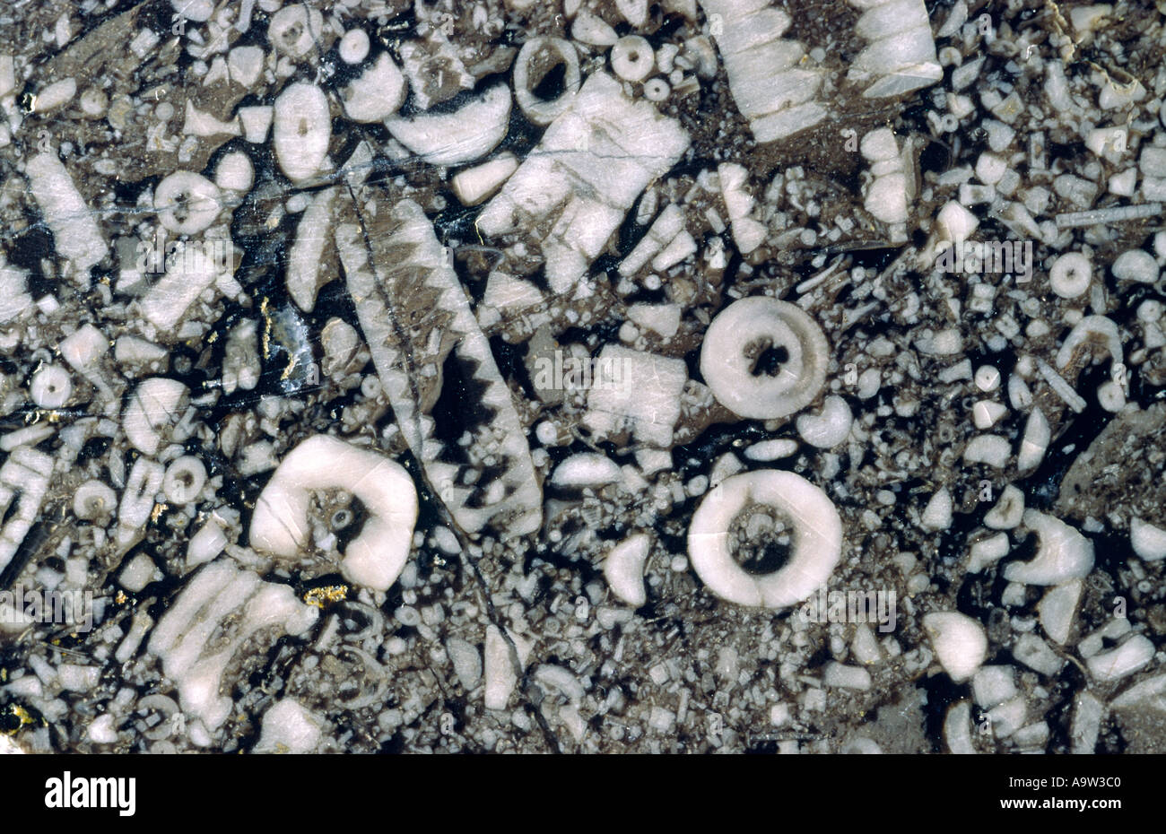 Échantillon de roche calcaire. Excellent exemple de fossiles de crinoïdes lily mer Treakcliff Caverne, Castleton, Derbyshire, Royaume-Uni Banque D'Images