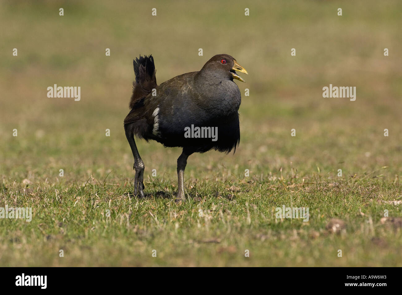 Originaire de Tasmanie Tasmanie Australie poule Banque D'Images