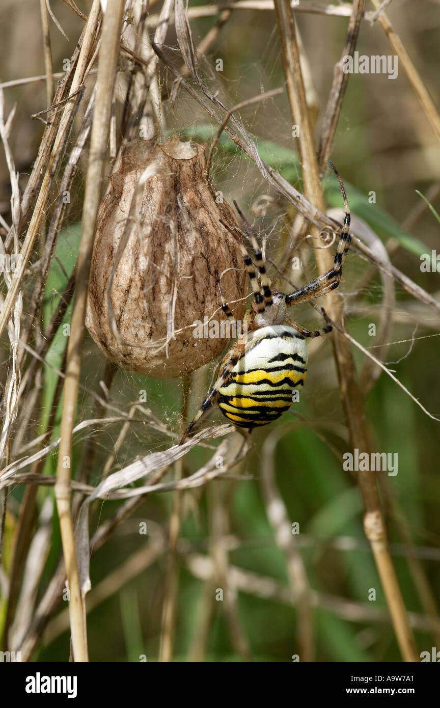 Spider Argiope bruennichi Wasp avec sac d'oeufs sur les herbages bromham bedfordshire Banque D'Images