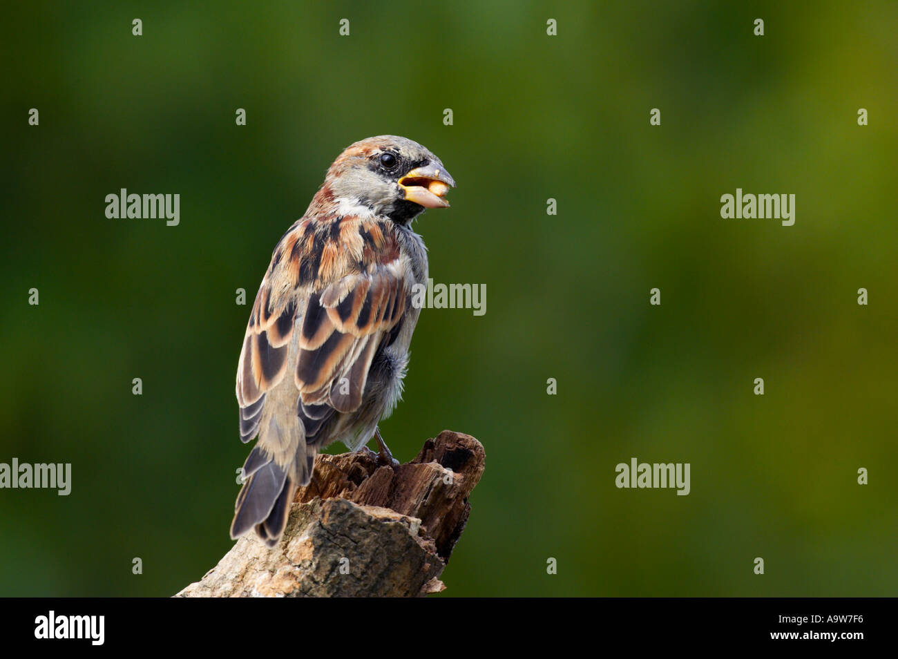 Moineau domestique Passer domesticus mâle perché sur une branche à potton alerte bedfordshire Banque D'Images