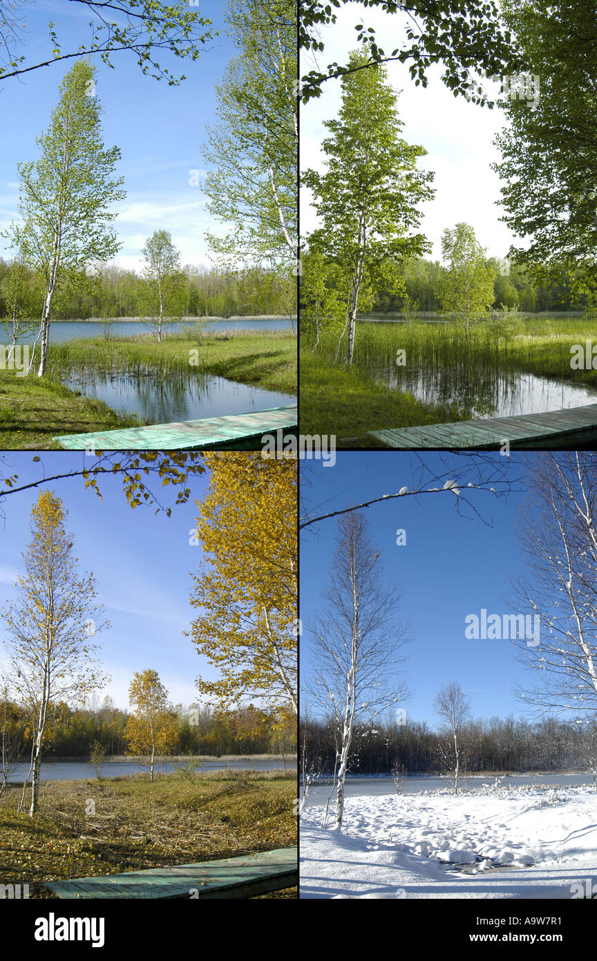 Images 4 Saisons - recherche DENNIS MACDONALD 4 saisons pour une plus grande sélection des images individuelles illustré ici Banque D'Images