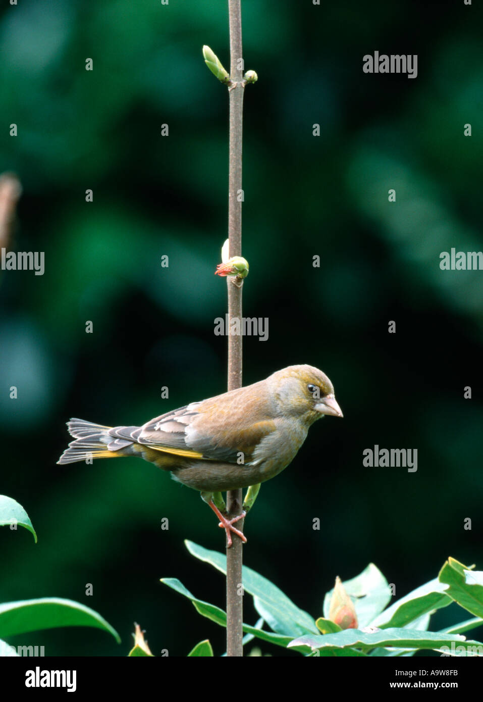 Verdier (Chloris chloris), Surrey, UK Banque D'Images