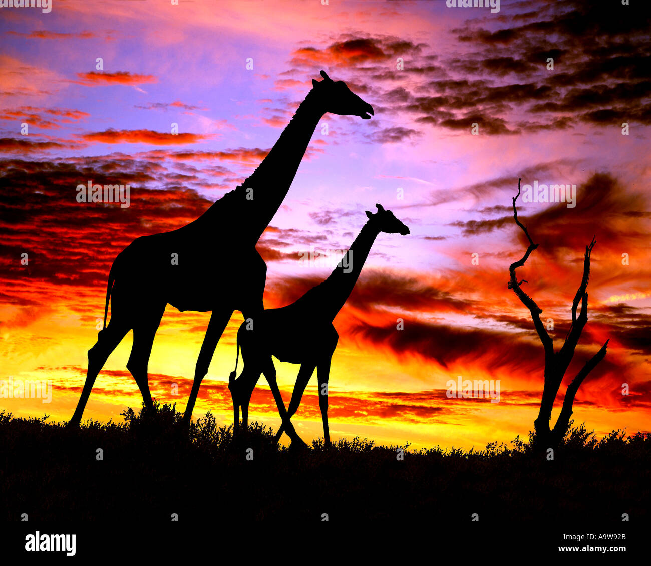 Les Girafes en silhouette, Masai Mara, Kenya Banque D'Images