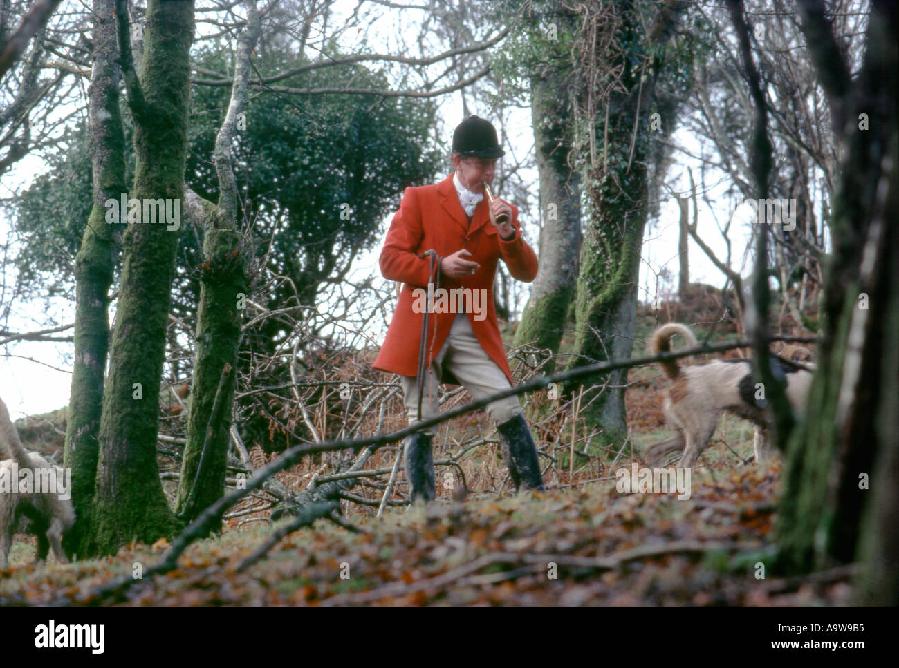 La chasse à courre Fox homme porte manteau rouge dans les bois corne laiton soufflage Carmarthenshire, Pays de Galles, Royaume-Uni Banque D'Images