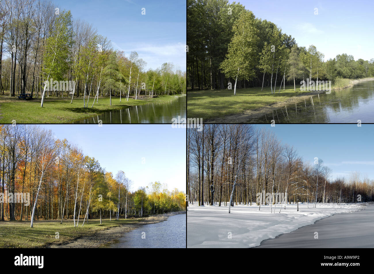 Images 4 Saisons - recherche DENNIS MACDONALD 4 saisons pour une plus grande sélection des images individuelles illustré ici Banque D'Images