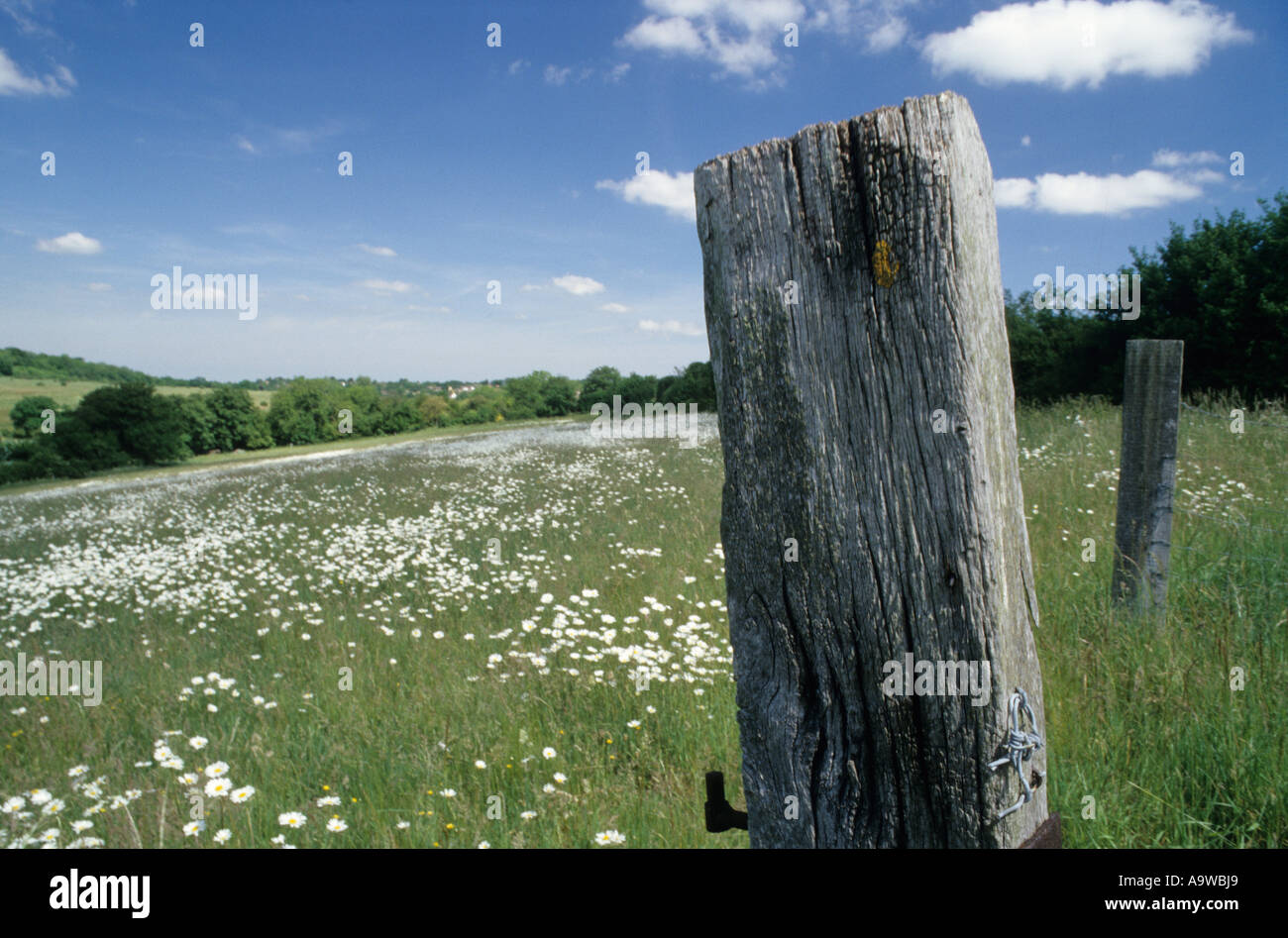 Paysage typique de printemps dans le Nord des Dows près de Gravesend Kent Banque D'Images