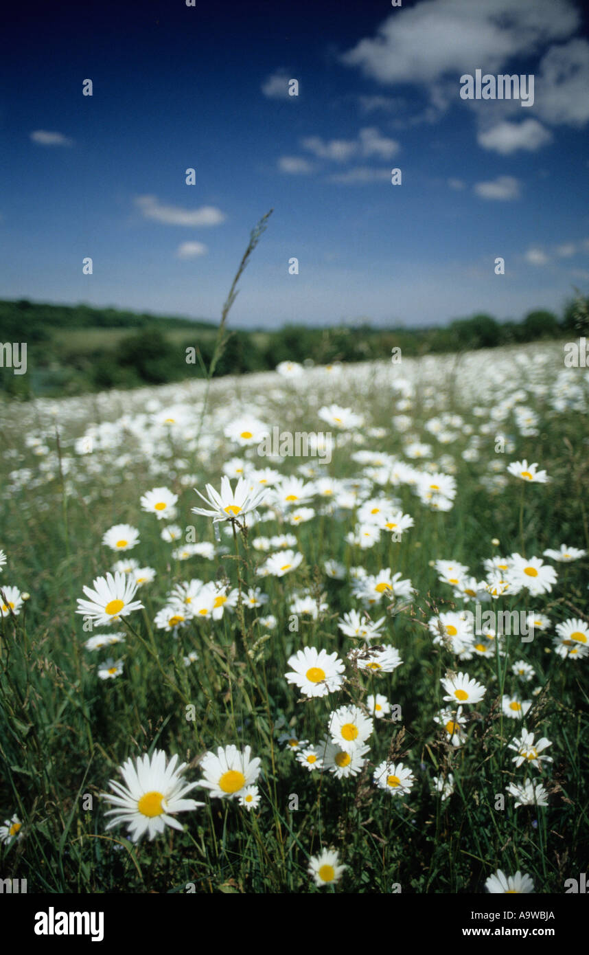 Paysage typique de printemps dans le Nord des Dows près de Gravesend Kent Banque D'Images