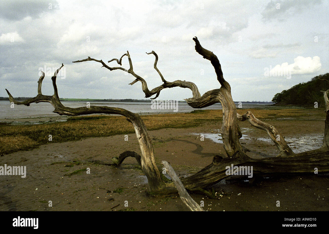 S'est effondré arbre mort sur la plage de Wrabness en Essex Banque D'Images