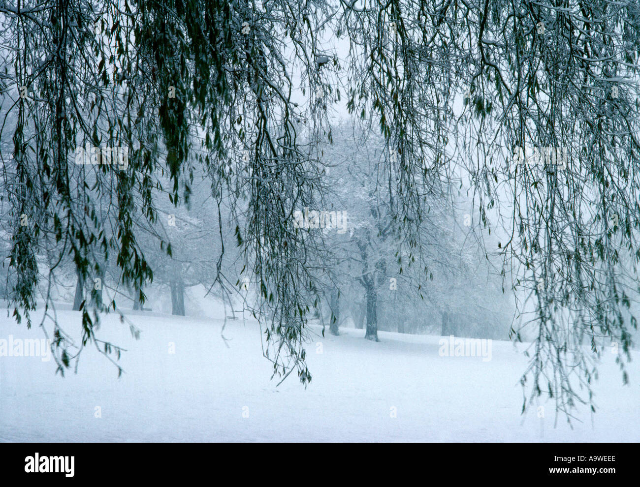 Branches d'arbres chargés sur Hampstead Heath dans de rares tempête à Londres, Angleterre Banque D'Images