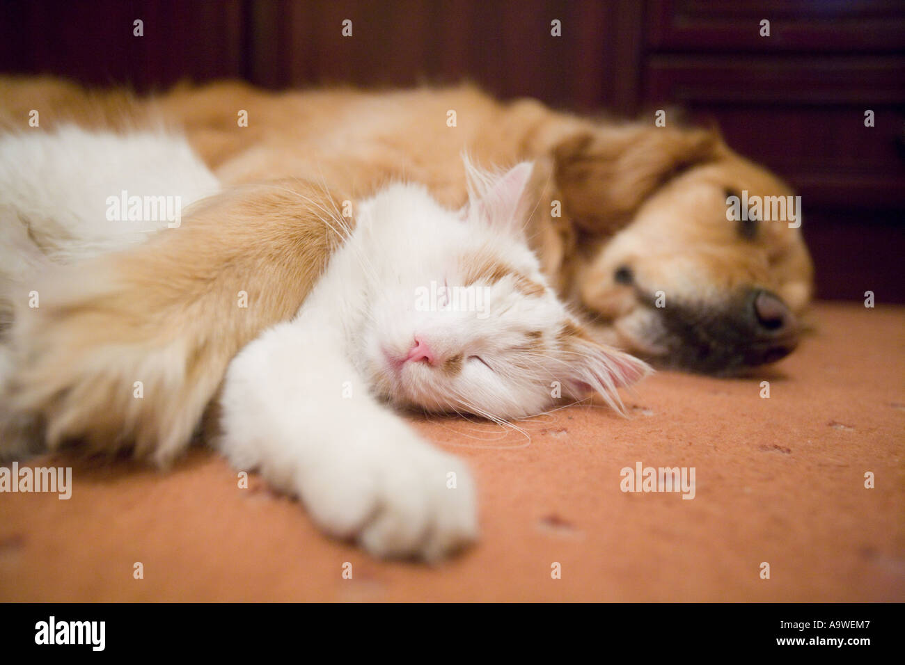 Chien Et Chat Dormir Ensemble Photo Stock Alamy