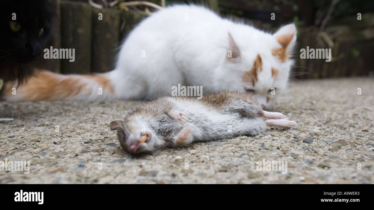 Un Chat Blanc Avec Un Rat Mort Photo Stock Alamy