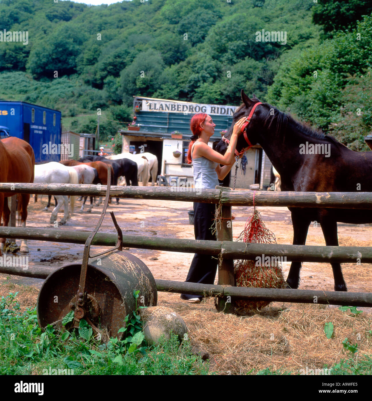 Fille de caresser l'équitation Llanbedrog Gwynedd Péninsule Lleyn Centre North Wales UK Banque D'Images