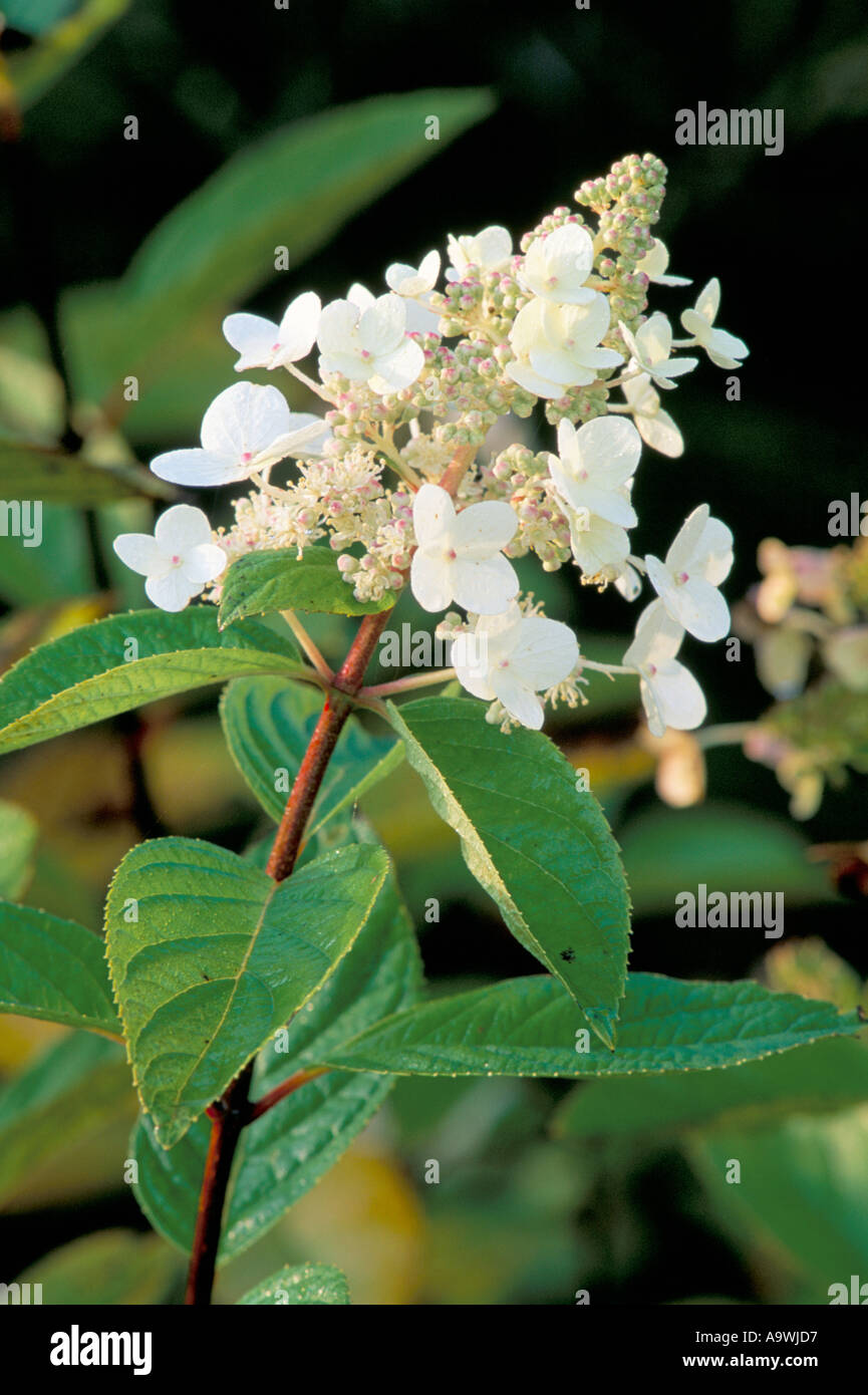 L'Hydrangea paniculata Banque D'Images