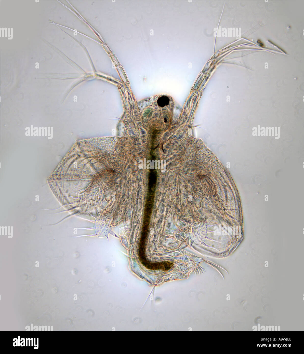 Larve de copépodes photomicrographie, contraste de phase fond blanc Banque D'Images