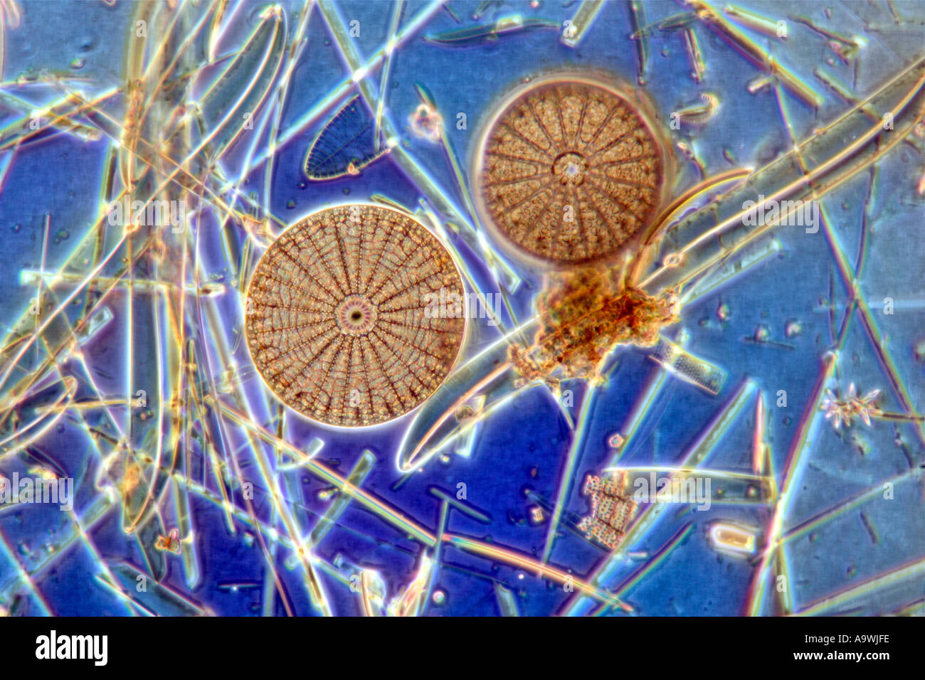 Les diatomées, les espèces marines mixtes photomicrographie Banque D'Images