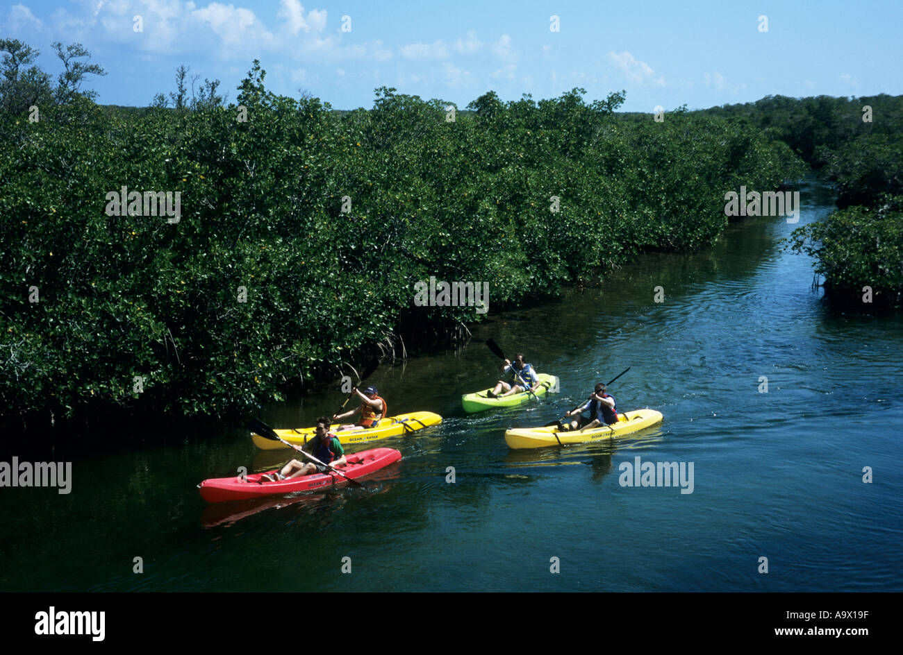 Quatre kayaks de mer aux couleurs vives sont pagayés dans la forêt de mangroves du parc national John Pennekamp Coral Reef. Key Largo, Floride, États-Unis. Banque D'Images