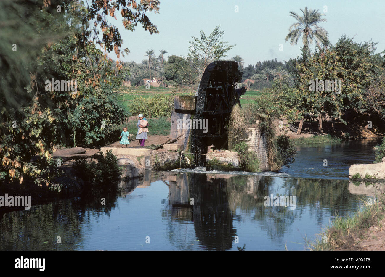 Roue de l'eau pour l'irrigation des champs et vergers Fayoum Egypte Banque D'Images