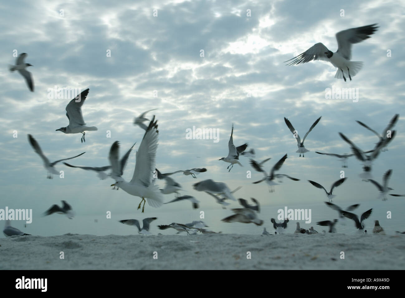Vol de mouettes sur la plage Banque D'Images