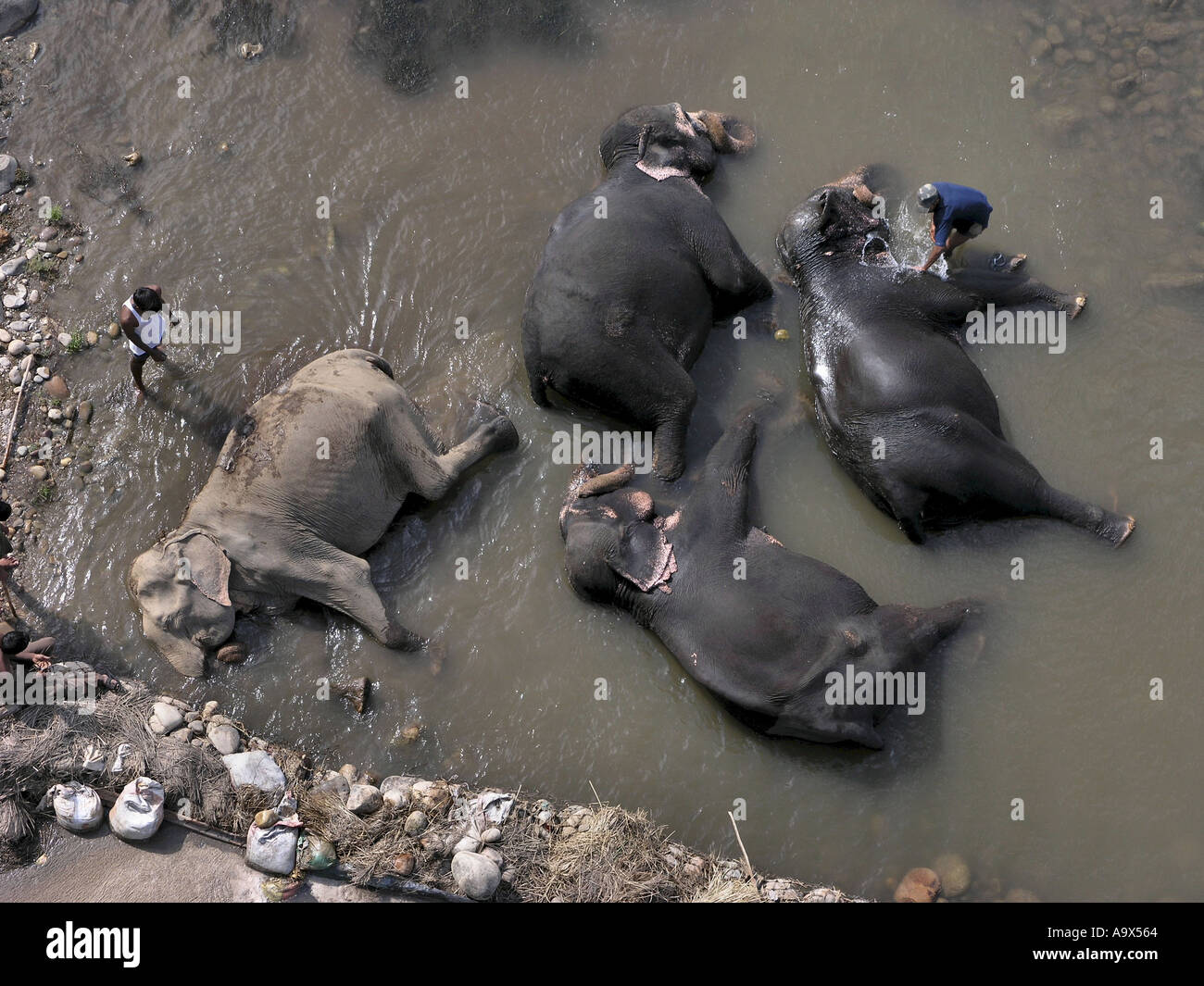 Coup de frais généraux d'éléphants indiens lavées dans une rivière par leur Cornac Banque D'Images