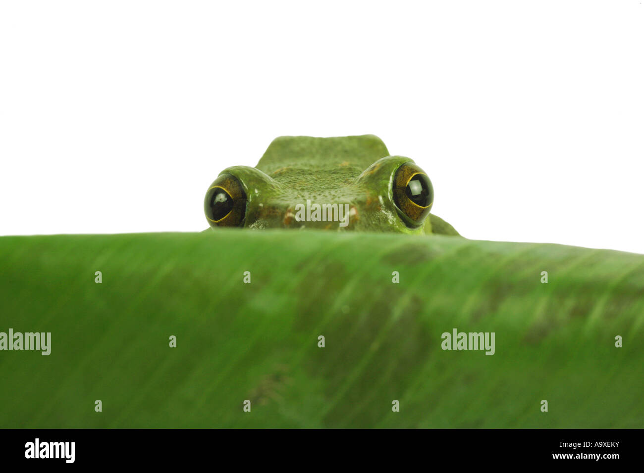 Blanford's frog à fouetter, asiatique, asiatique rainette de vol à voile (Rhacophorus dennysi treefrog), se cacher derrière une feuille Banque D'Images