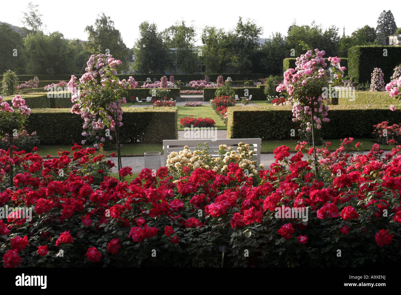 Rose (Rosa spec.), Goenner Anlage, roseraie, Allemagne, Bade-Wurtemberg, Baden-Baden Banque D'Images